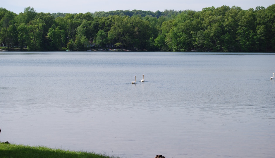 Nature at Sylvan Lake Beach Park